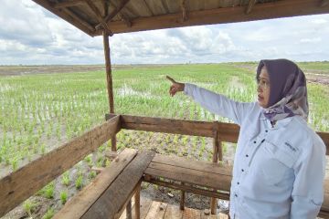 Sukamara tingkatkan minat generasi muda pesisir terhadap pertanian