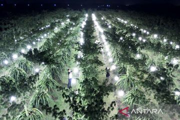 Penyinaran tanaman buah naga dengan lampu