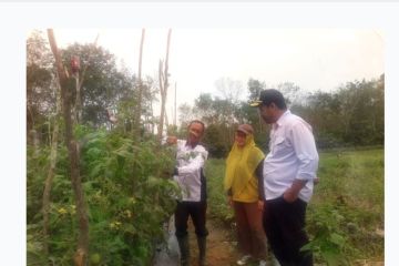 Tabalong kembangkan 10 kampung hortikultura jadi penyangga IKN