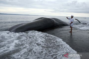 Seekor Paus Sperma mati terdampar di pantai Karangasem Bali