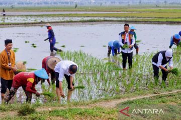 Khofifah dampingi Jokowi tanam padi varietas Inbrida di Tuban