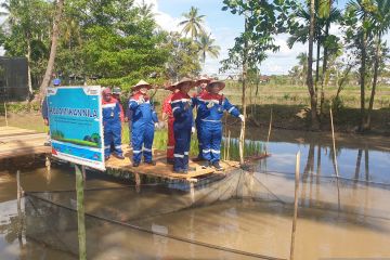 Produksi mina padi Banyuasin perkuat lumbung pangan nasional