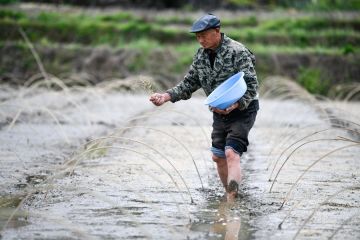 Produksi benih padi hibrida di China dongkrak ekonomi lokal