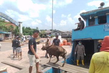 Tanjungpinang pasok puluhan sapi dari Anambas untuk kebutuhan warga