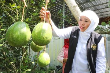 Khofifah apresiasi pertanian organik dan ekspor buah organik Jember