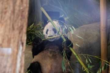 Kebun binatang Memphis gelar perpisahan untuk panda raksasa Ya Ya