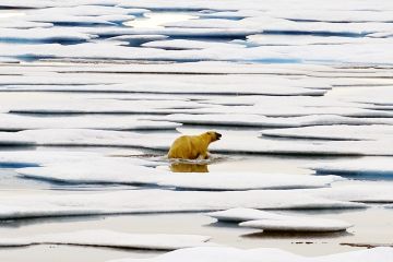 Studi kaitkan hilangnya es laut Arktika dengan cuaca dingin ekstrem