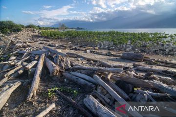 Sampah jadi ancaman konservasi mangrove di Teluk Palu