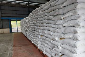 Bulog optimalkan serapan beras petani di Trenggalek