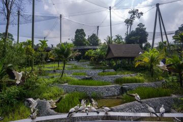 Atraksi terkini Singapura, ada Bird Paradise rumah bagi 3.500 burung