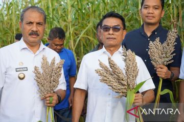 Moeldoko: Sorgum bisa dimanfaatkan untuk kurangi "stunting" di NTT