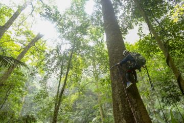 Tim peneliti temukan pohon tertinggi di lanskap karst China