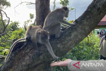 Wisatawan pulau monyet di Kalsel naik 800 persen saat lebaran