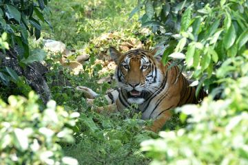 Harimau Benggala, pesona terbesar hutan India