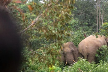 Gajah liar kembali masuk ke permukiman warga di Aceh Jaya
