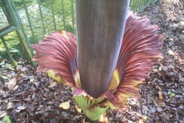 Bunga bangkai setinggi 210 sentimeter mekar di Kebun Raya Cibodas