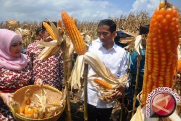 Bupati Dompu sebut peredaran uang dari jagung dan padi Rp2,7 triliun