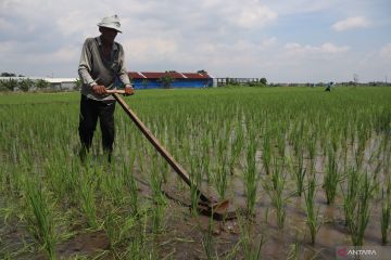 BPS: Nilai Tukar Petani April 2023 turun 0,24 persen