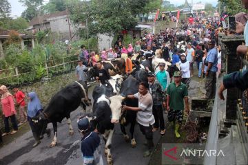 Ketika sapi makan enak dan menebar wangi di lereng Merapi