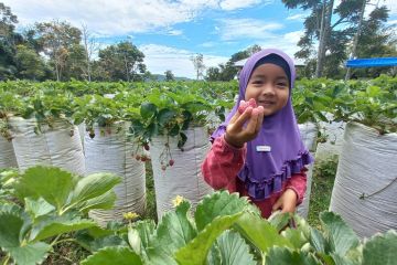 Wisata petik stroberi jadi alternatif kunjungan libur lebaran di Agam