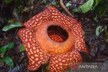 Bunga Rafflesia ditemukan mekar sempurna di Solok Sumbar usai Lebaran