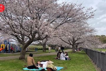 Pesona Sakura di Jepang saat musim semi