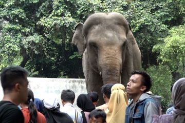 Hari kedua Lebaran, 80.000 pengunjung padati Taman Margasatwa Ragunan