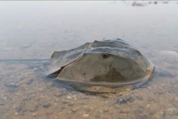 Kepiting purba yang nyaris punah terlihat di Guangxi