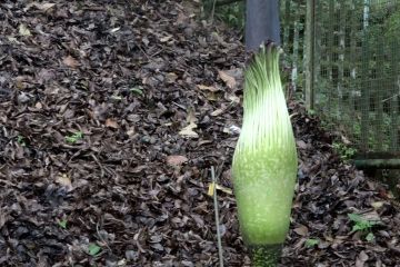 Menanti bunga bangkai mekar di Kebun Raya Cibodas