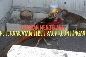 Lebaran menjelang, peternak ayam Tibet raup keuntungan