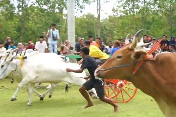 Lebaran Ketupat, saatnya kuda dan sapi balapan di Gorontalo