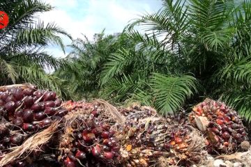 Pemprov Kalsel mulai meremajakan kelapa sawit di 5 Kabupaten