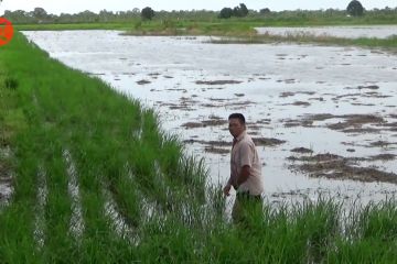 Pemprov Kalsel perjuangkan bantuan bagi petani terkena dampak banjir