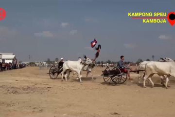 Tandai akhir musim panen, warga Kamboja gelar balapan gerobak sapi