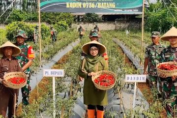 Terkendala hama dan cuaca, Batang tetap lakukan panen cabai