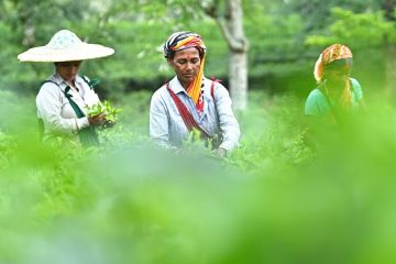 Album Asia: Menengok pemetikan daun teh di Tripura India