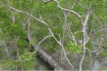 YKAN dukung pelestarian mangrove di Berau