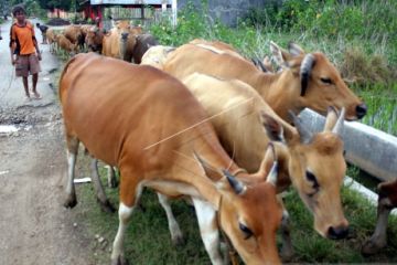 Pemkab Aceh Barat Daya bantu puluhan ekor sapi guna swasembada daging