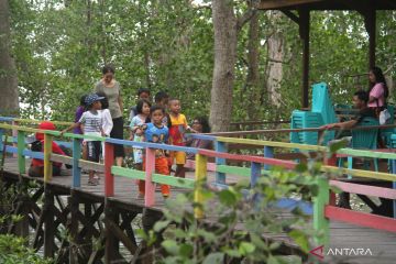 Berau kenalkan ekowisata mangrove di Teluk Semanting, Kaltim