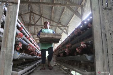 Harga telur ayam di Kota Malang naik