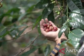 LPEI: Pendampingan petani kopi Subang tingkatkan pendapatan 60 persen