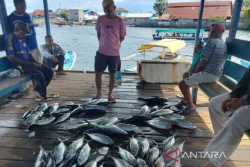 Ekspor perikanan Maluku meningkat  223,47 persen kuartal pertama 2023