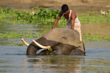 Album Asia: Mengintip keakraban kawanan gajah dan pawang di India