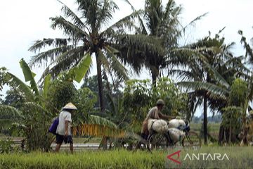 Pemda Lampung bantu petani Rp8 juta yang sawah kena puso