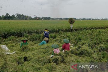 Dinpertan Cilacap imbau petani antisipasi gagal panen akibat El Nino