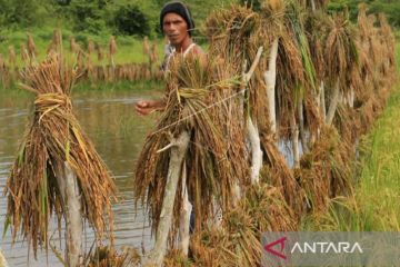 Distanbun: Tak ada tanaman yang puso akibat banjir Aceh awal Mei