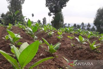 Bupati Temanggung: RUU Kesehatan dapat rugikan petani tembakau