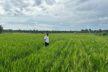 Pemkab Pasaman Barat antisipasi gagal panen petani akibat cuaca ekstrem