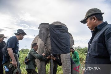 Pemasangan GPS Collar pada gajah liar