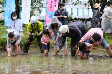 Anak-anak di Jepang tanam padi di atap gedung
